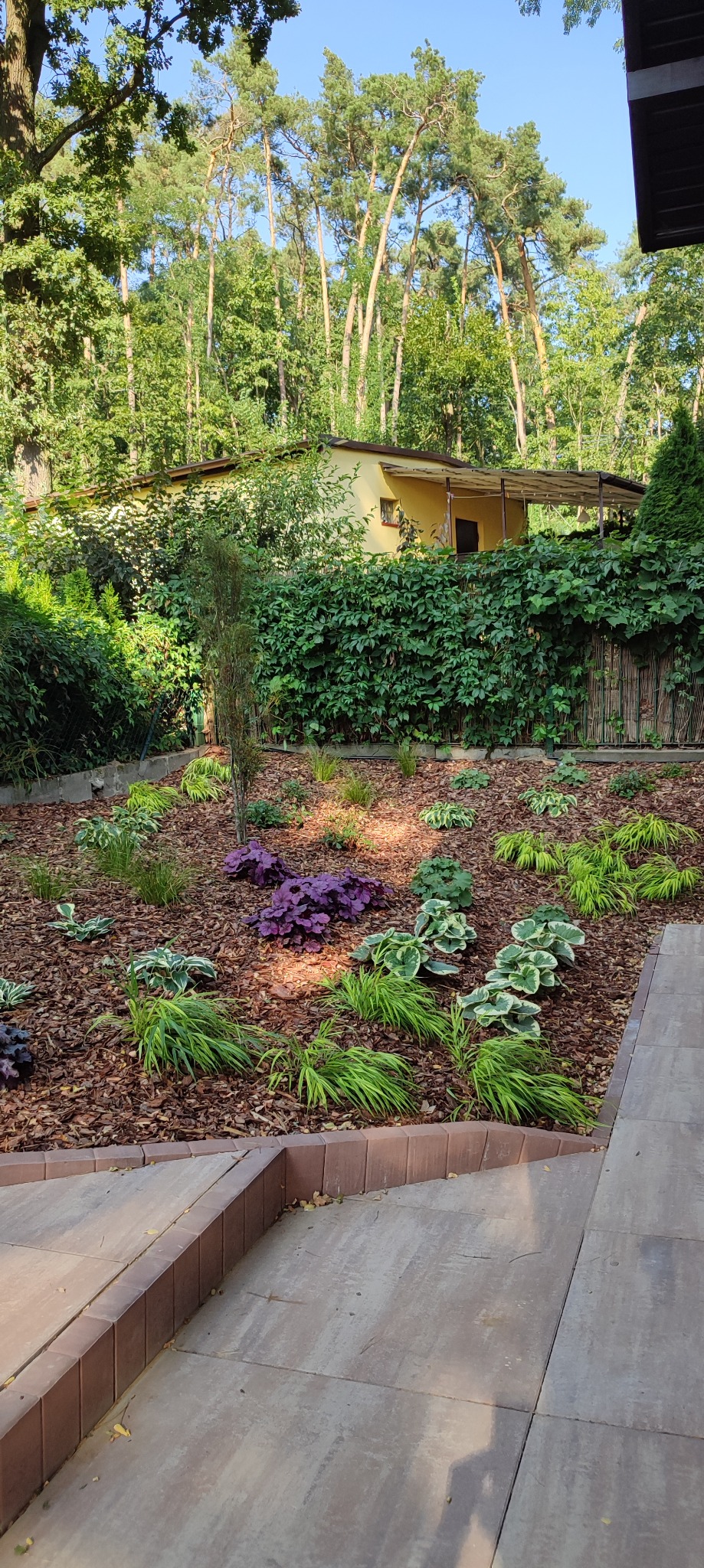 Nowo założony ogród z mulczem z kory, ozdobnymi trawami i roślinami o zielonych i purpurowych liściach, widok z brukowanego tarasu.