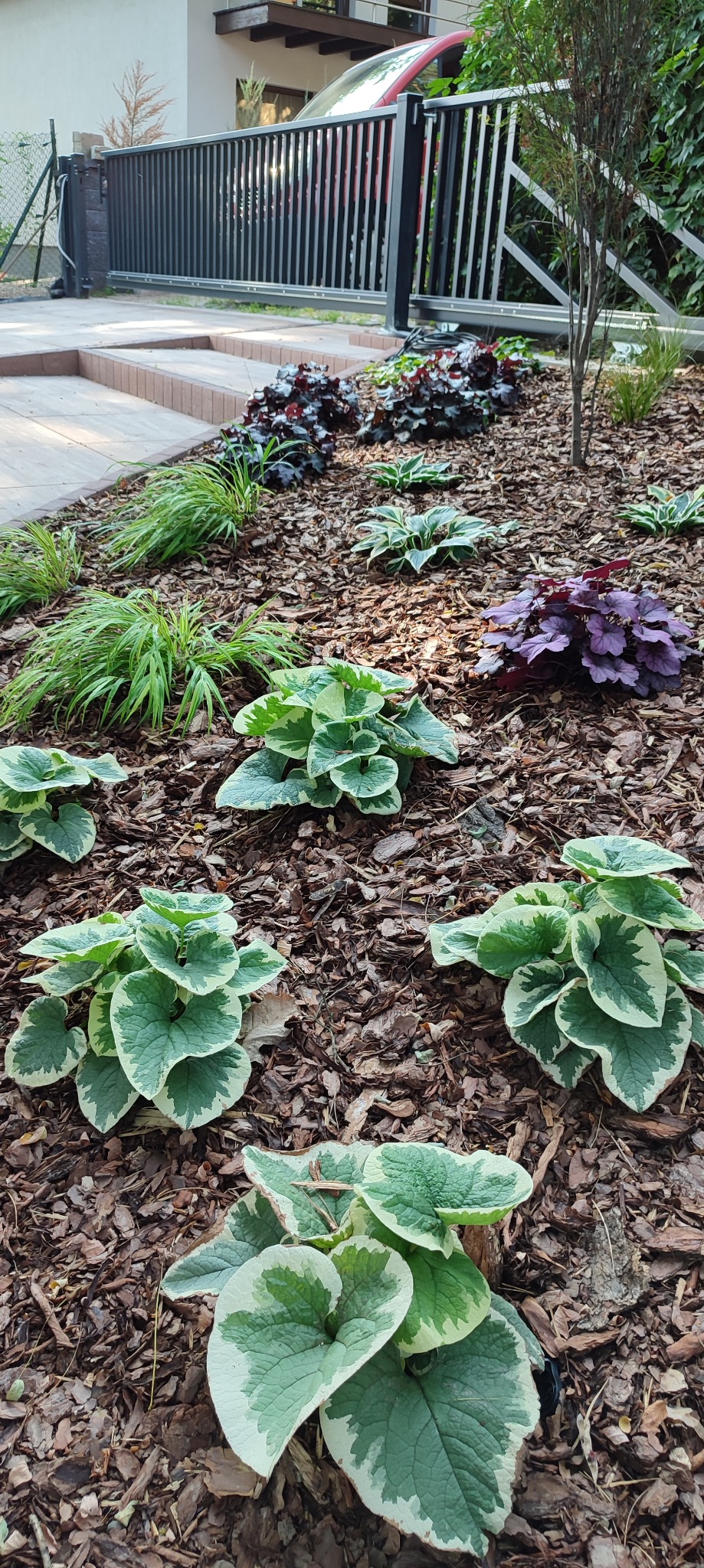 Rabata z różnorodnymi roślinami ozdobnymi, w tym funkie o zielono-białych liściach i żurawki o ciemnych liściach, wysypana korą drzewną, z widocznym ogrodzeniem w tle.