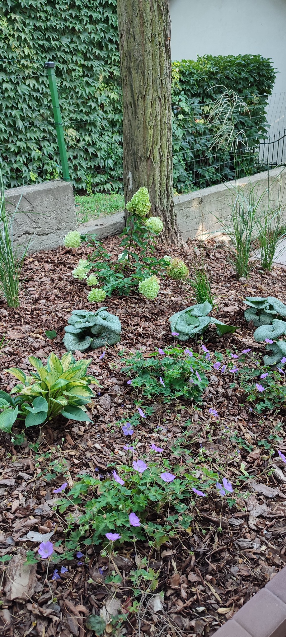 Rabata z hortensjami 'Annabelle', funkiami, brunnerami i fioletowymi geranium, wysypana korą pod drzewem, z zielonym ogrodzeniem w tle.