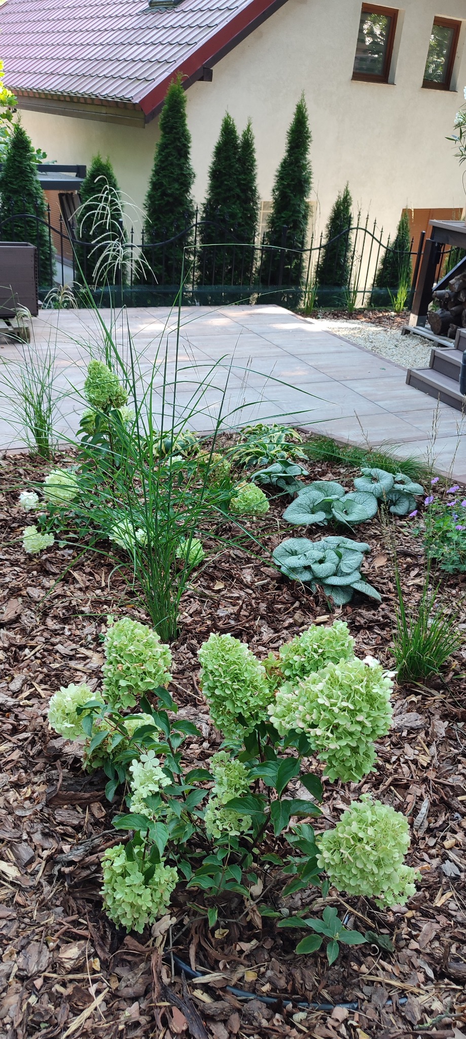 Kwitnące, jasnozielone hortensje 'Limelight' w ogrodzie, kora sosnowa jako ściółka, ozdobne trawy i funkie, w tle ścieżka z kostki brukowej i rząd strzelistych tuj.