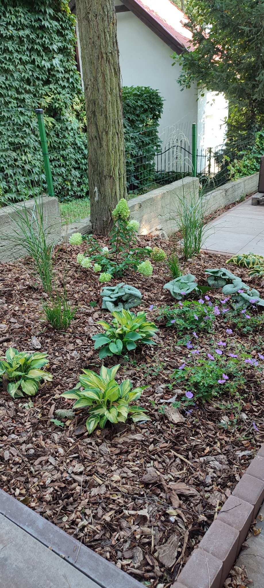 Rabata z korą, hostami o zielono-żółtych liściach, niskimi fioletowymi kwiatami i ozdobnymi figurkami, obok pnia drzewa i ogrodzenia porośniętego bluszczem.