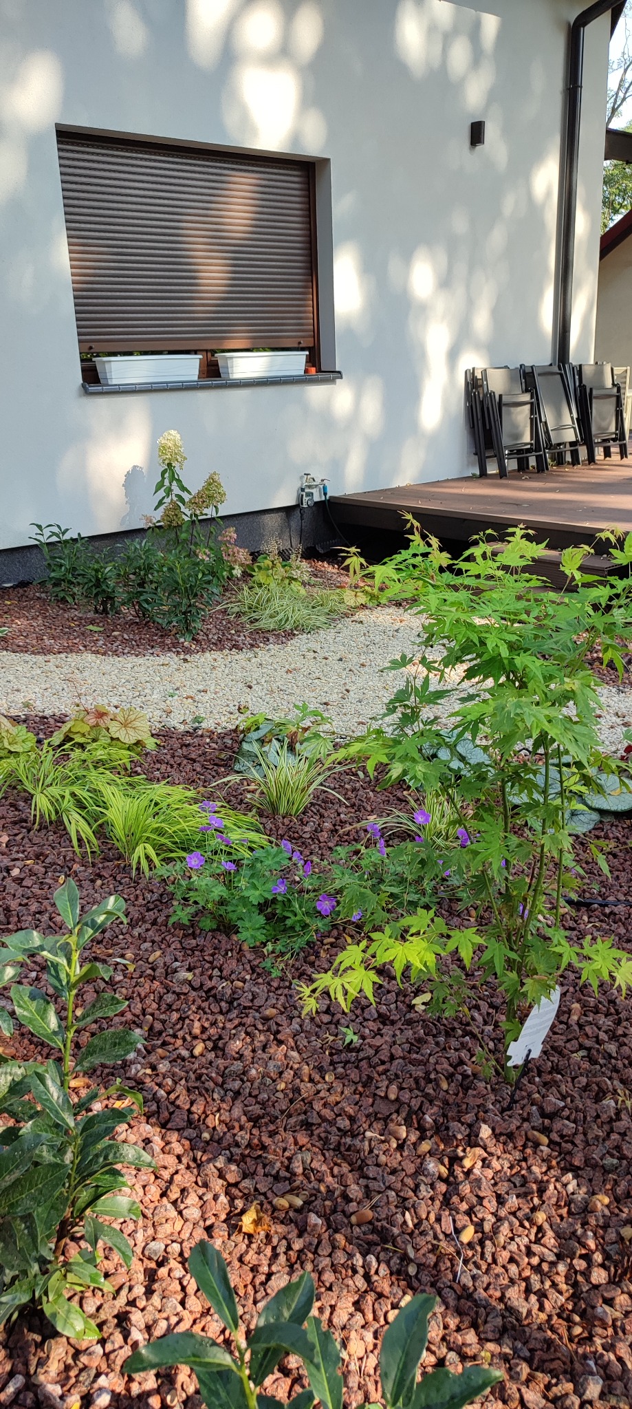 Ogród przydomowy z ozdobnymi kamieniami, roślinami wieloletnimi i młodym klonem palmowym, widok na elewację domu z oknem i roletą.