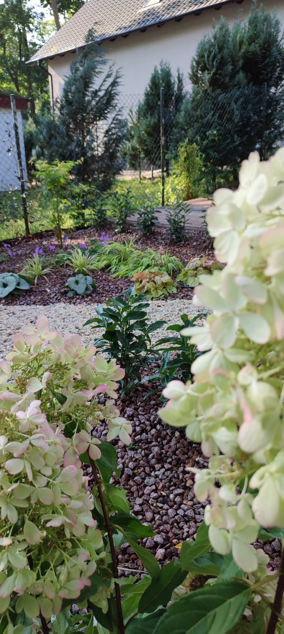 Fragment ogrodu z kwitnącymi hortensjami w odcieniach bieli i różu, ozdobne kamyczki na rabatach, w tle widoczne drzewa iglaste i liściaste, oraz fragment ogrodzenia.