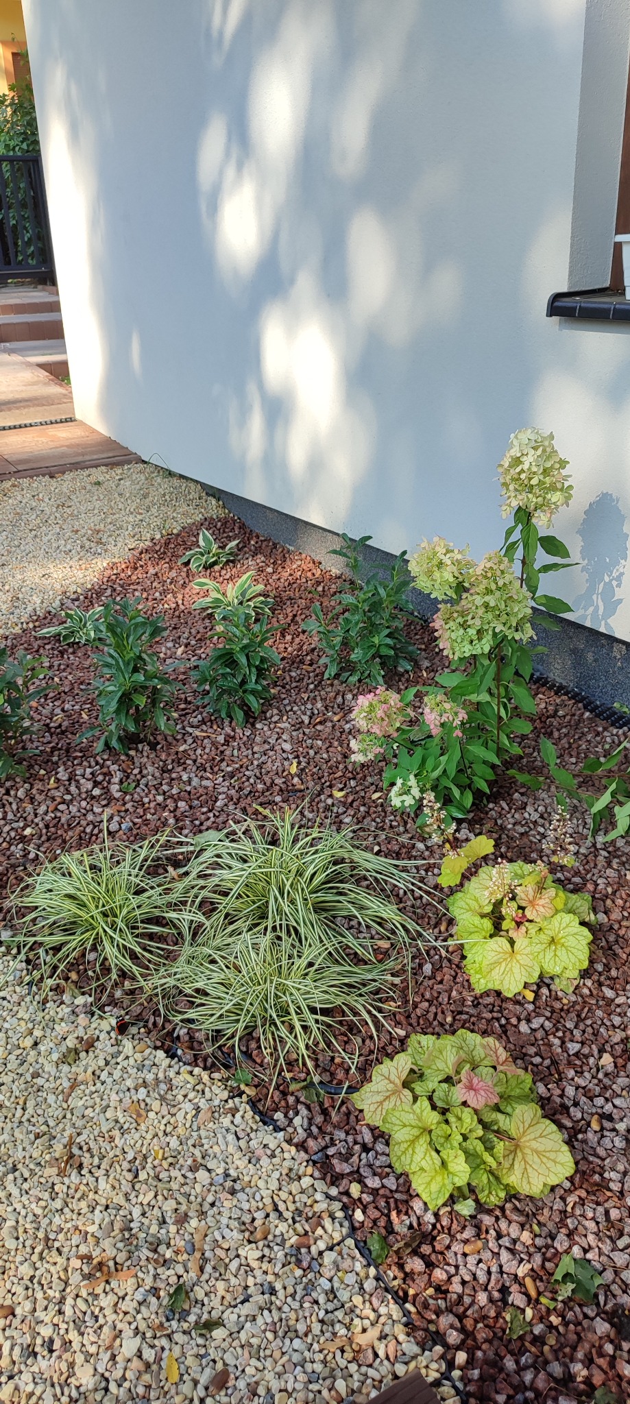 Rabata z ozdobnymi trawami, żwirem w dwóch kolorach i kwitnącą hortensją bukietową przy ścianie budynku, oświetlona popołudniowym słońcem rzucającym cienie liści na elewację.