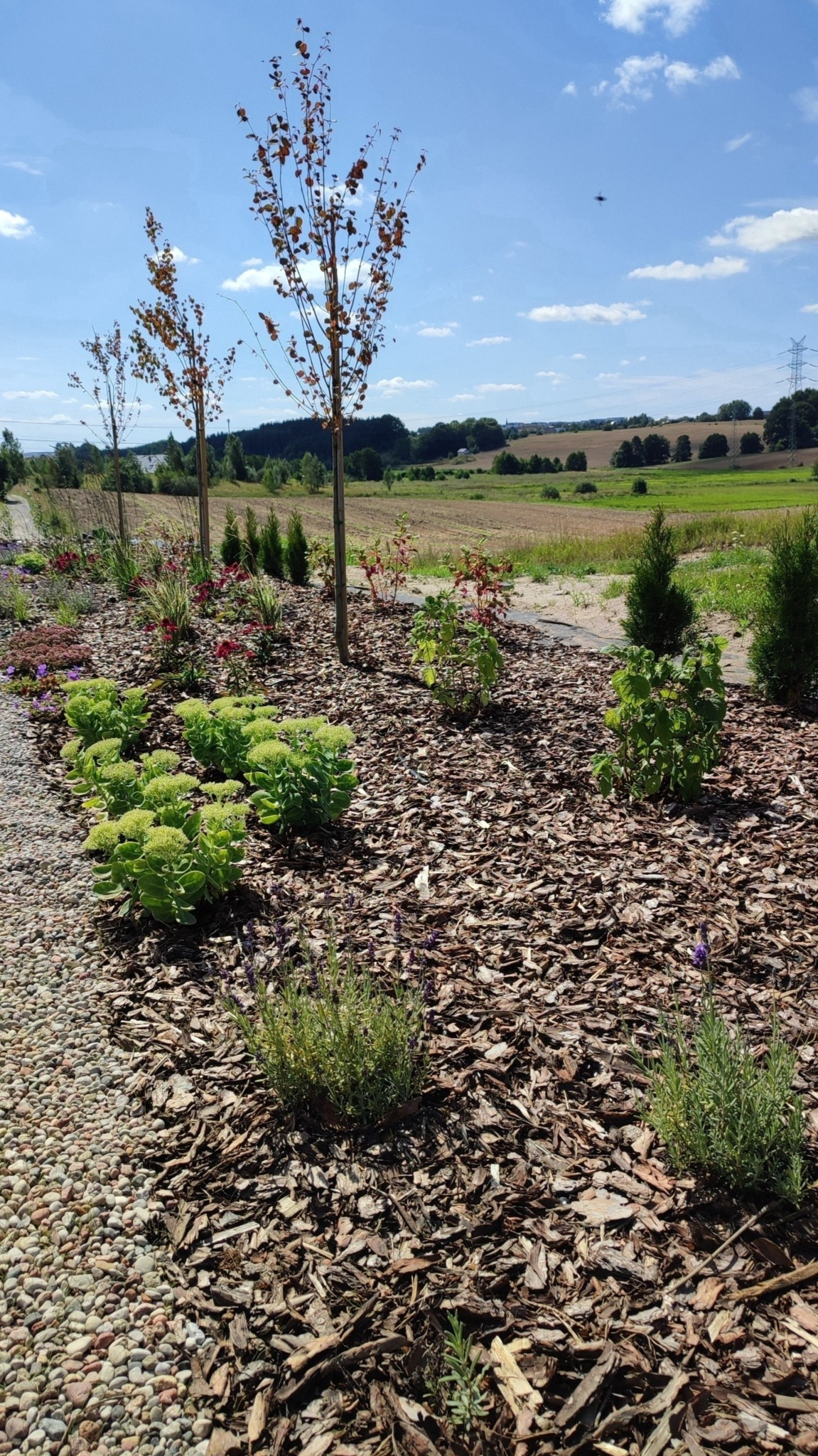 Nowo założony ogród z młodymi drzewkami o brązowych liściach, rabatami z rozchodnika i lawendy, wyściółkowany korą na tle pola i błękitnego nieba z chmurami.