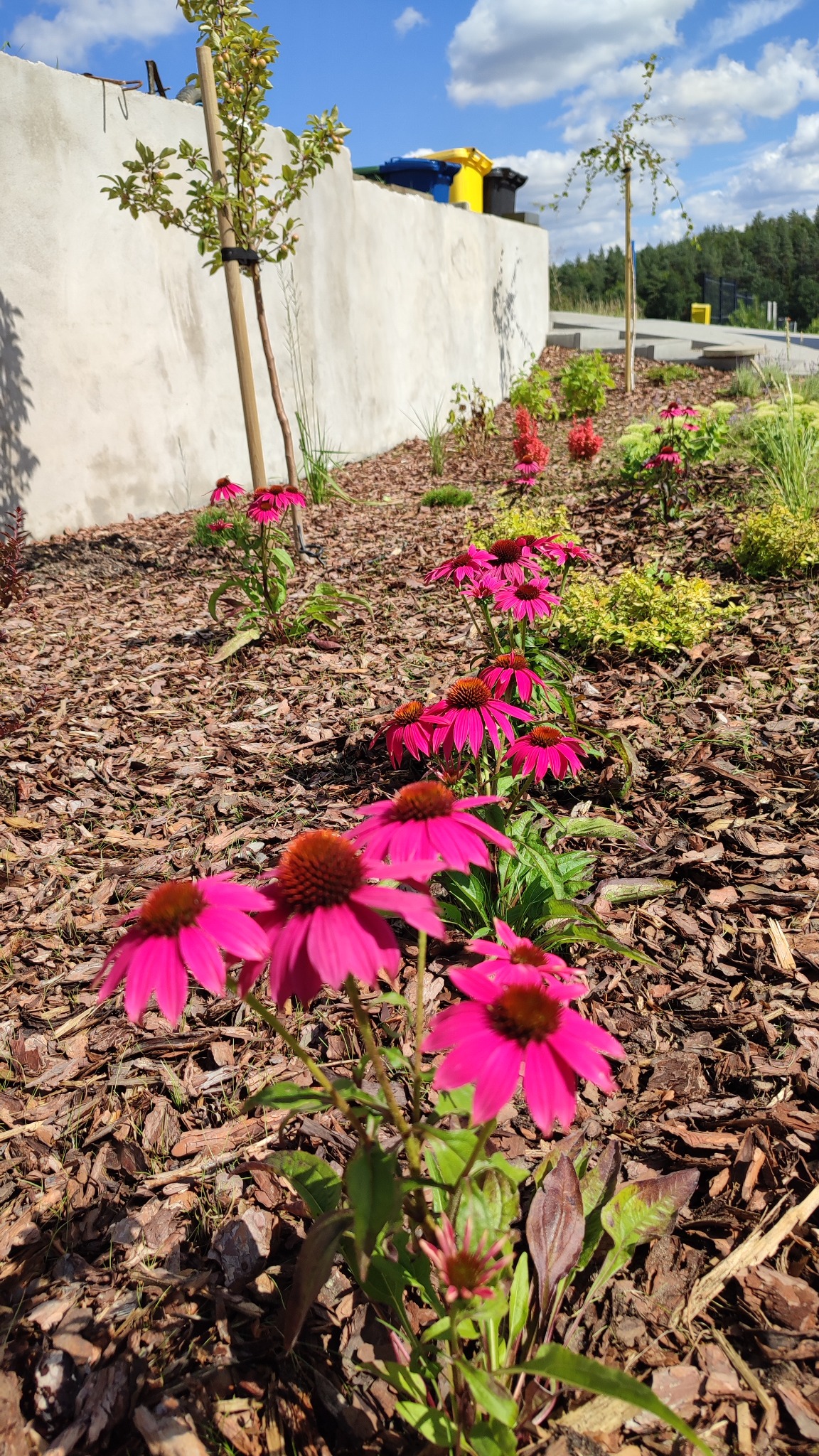 Rząd kwitnących, różowych jeżówek na rabacie wysypanej korą, z młodymi drzewkami i betonowym murem w tle, w słoneczny dzień.