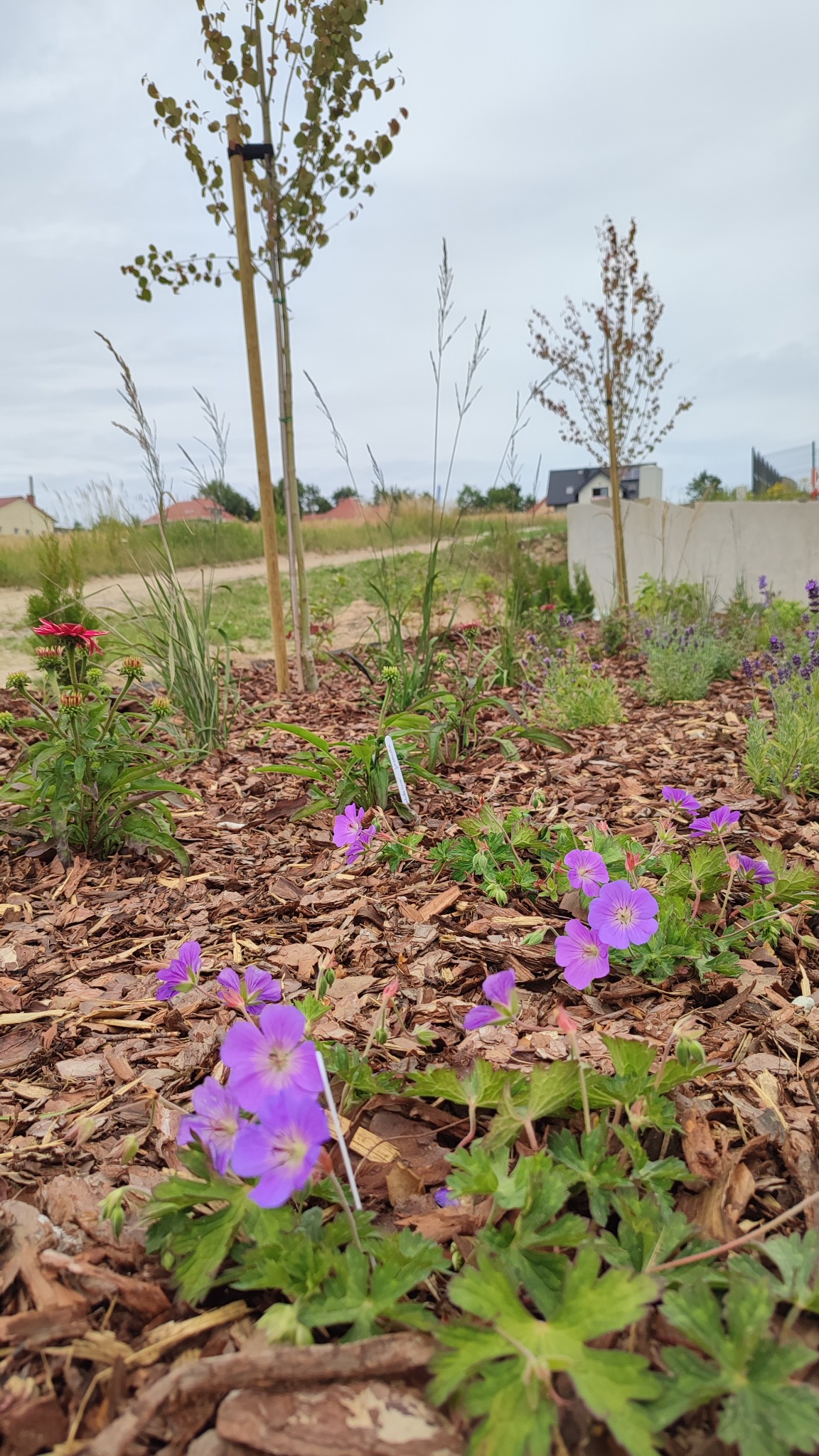 Kwitnące fioletowe bodziszki na rabacie wysypanej korą drzewną, młode drzewka zabezpieczone palikami w tle.
