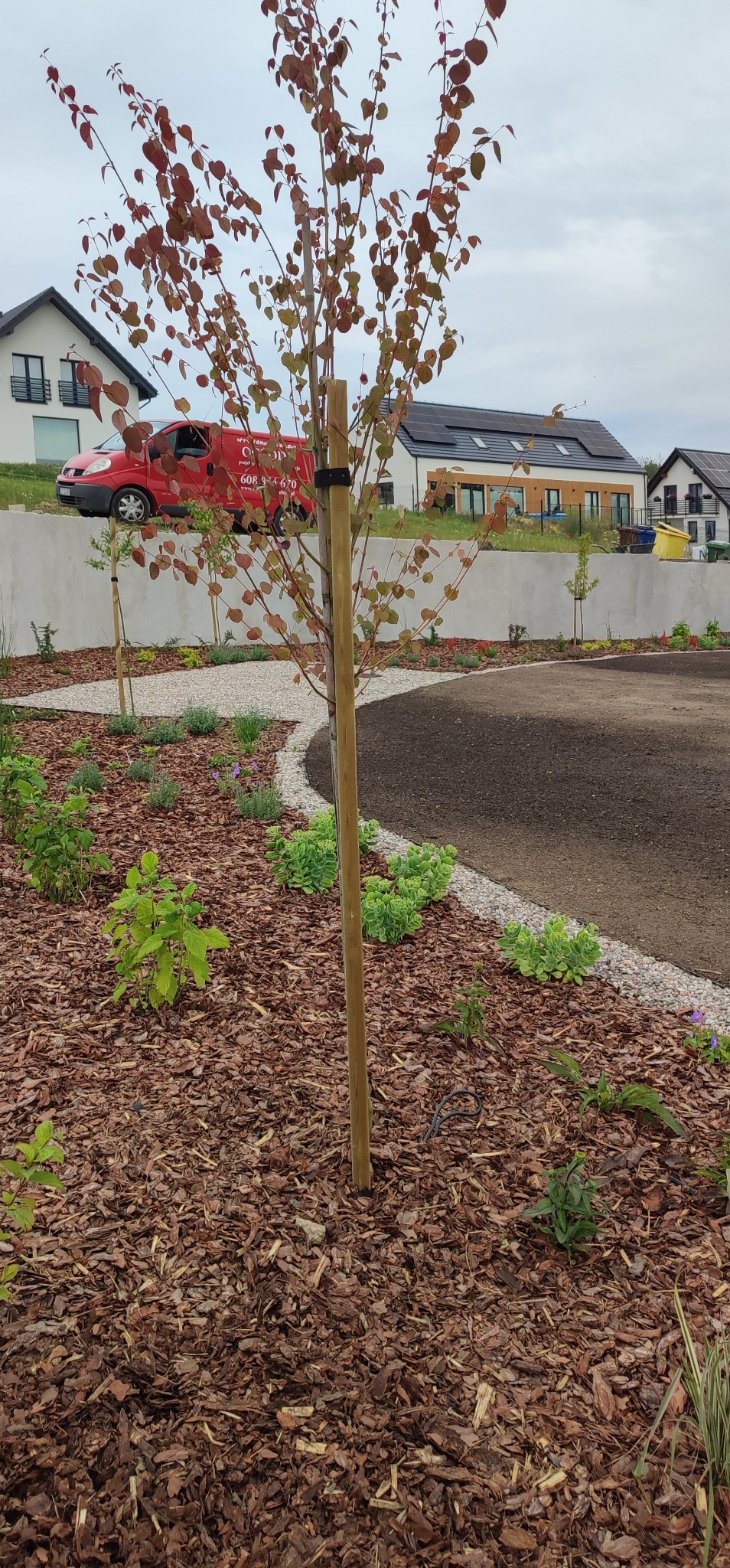 Młode drzewo z brązowymi liśćmi, podparte drewnianym palikiem, otoczone korą i młodymi roślinami, z widocznym fragmentem nowo założonego trawnika, na tle nowoczesnych domów i czerwonego samochodu...