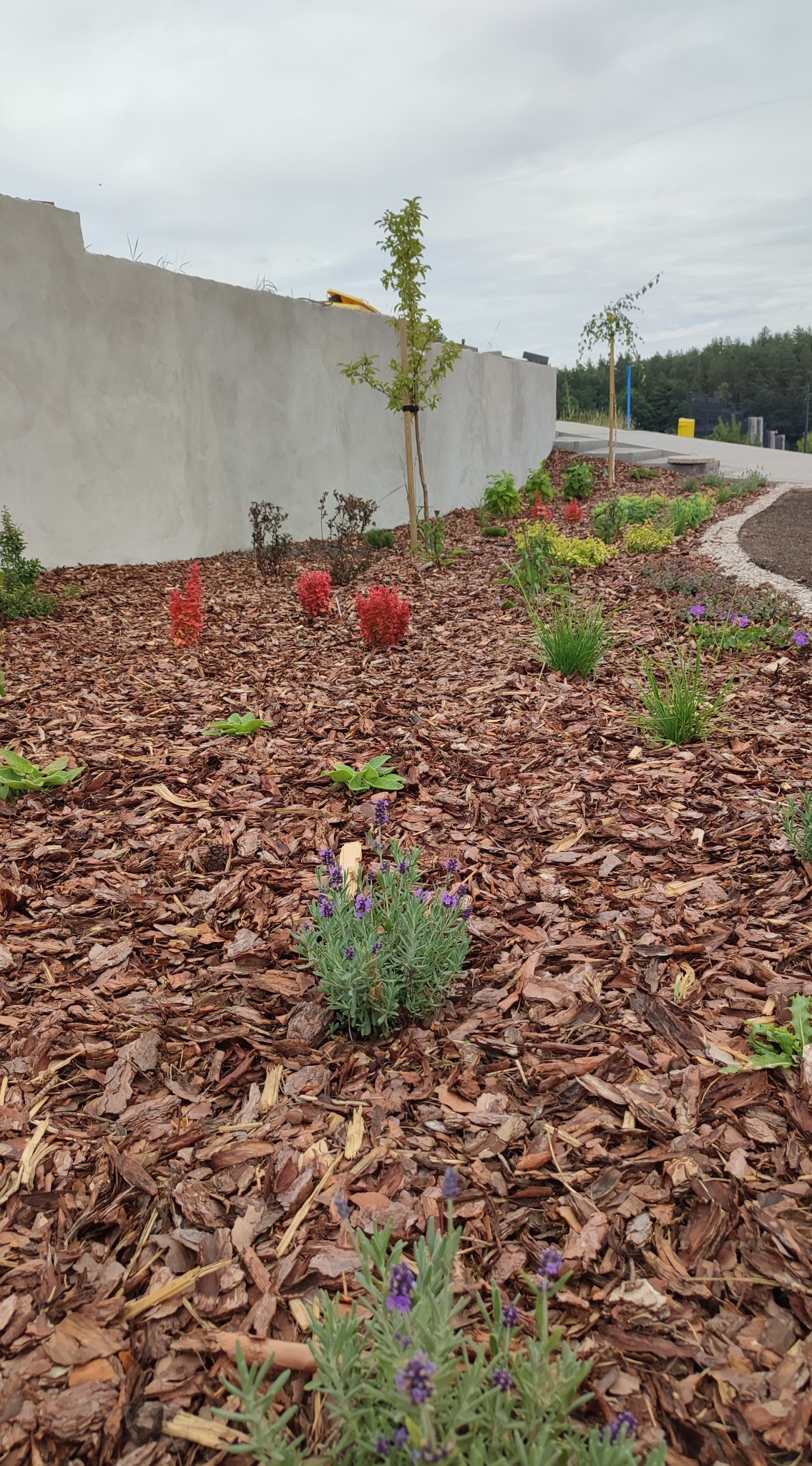 Kaskadowa rabata z korą, nasadzeniami z lawendy i czerwonych krzewów, obok betonowego muru i ścieżki z obrzeżem.