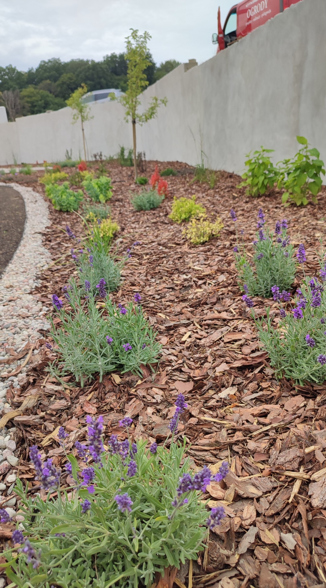 Rabata z lawendą i korą drzewną, obrzeże z jasnych kamieni, w tle biały mur i czerwony samochód z napisem 'ogrody'.