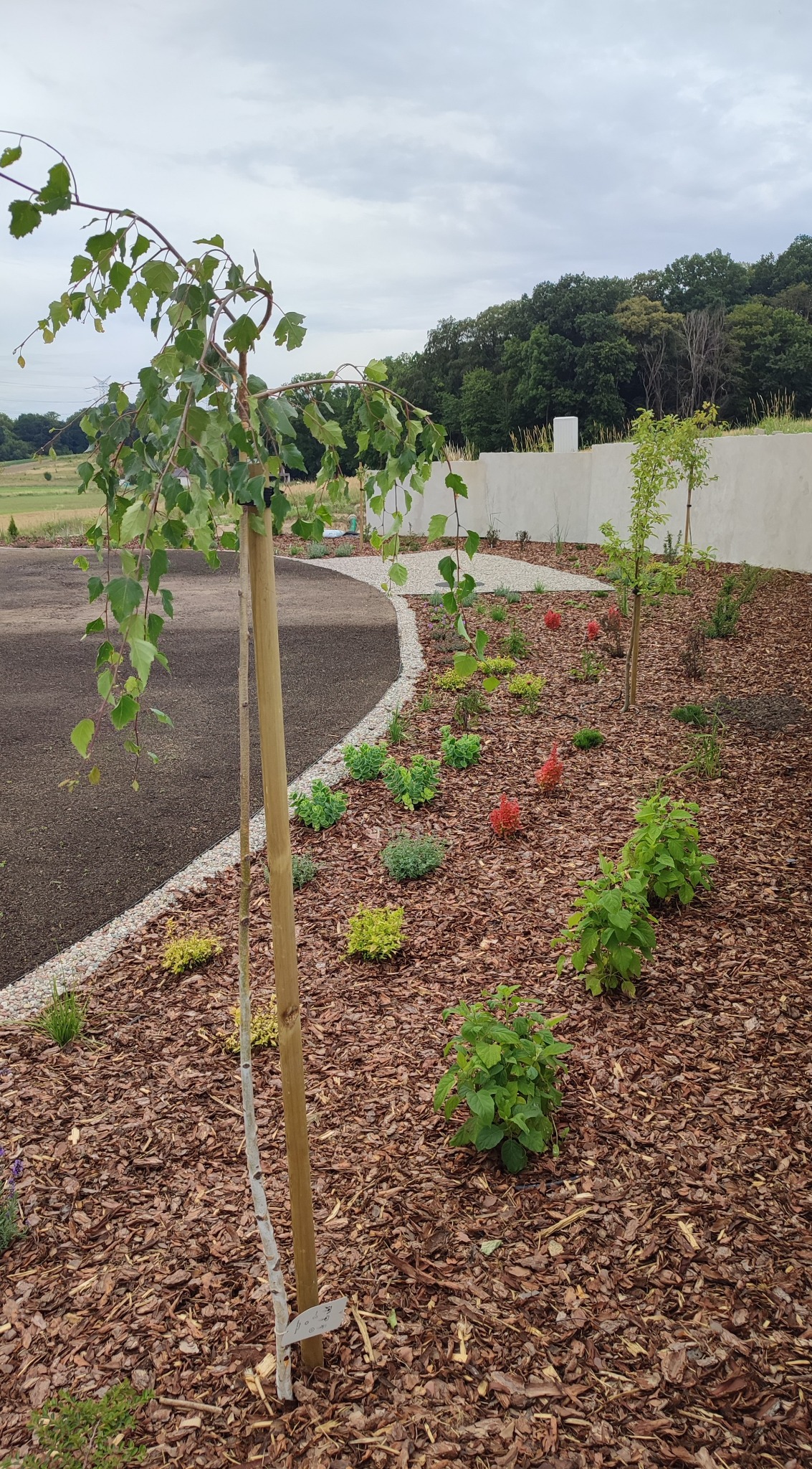 Świeżo urządzony ogród z młodymi drzewkami, krzewami i korą, z widoczną ścieżką z jasnego żwiru i minimalistycznym białym murem w tle.