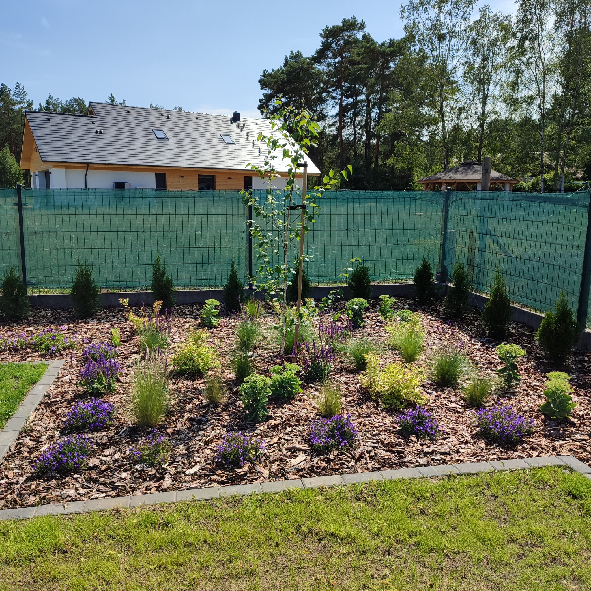 Nowo założony ogród z młodym drzewkiem podpartym palikiem, otoczony korą, z obrzeżem z kostki, w tle dom i zielona siatka ogrodzeniowa.