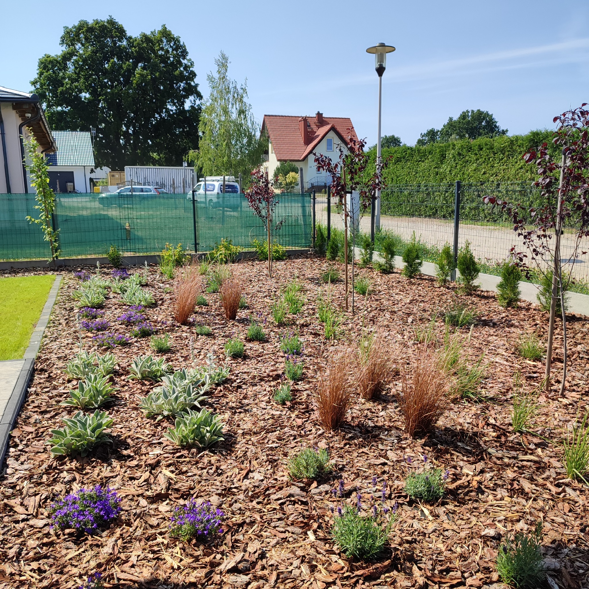Nowo założony ogród z korą, ozdobnymi trawami, szałwią wełnistą i niskimi fioletowymi kwiatami przy ogrodzeniu posesji.