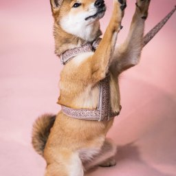 Pola Stelmachowska Studio - Shiba Inu w uprzęży, stojący na tylnych łapach na różowym tle, z uniesionymi przednimi łapami i smyczą po prawej stronie.