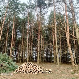 Pinokio wycinka drzew, czyszczenie działek sprzedaż drewna - Odchwaszczanie Kampinos