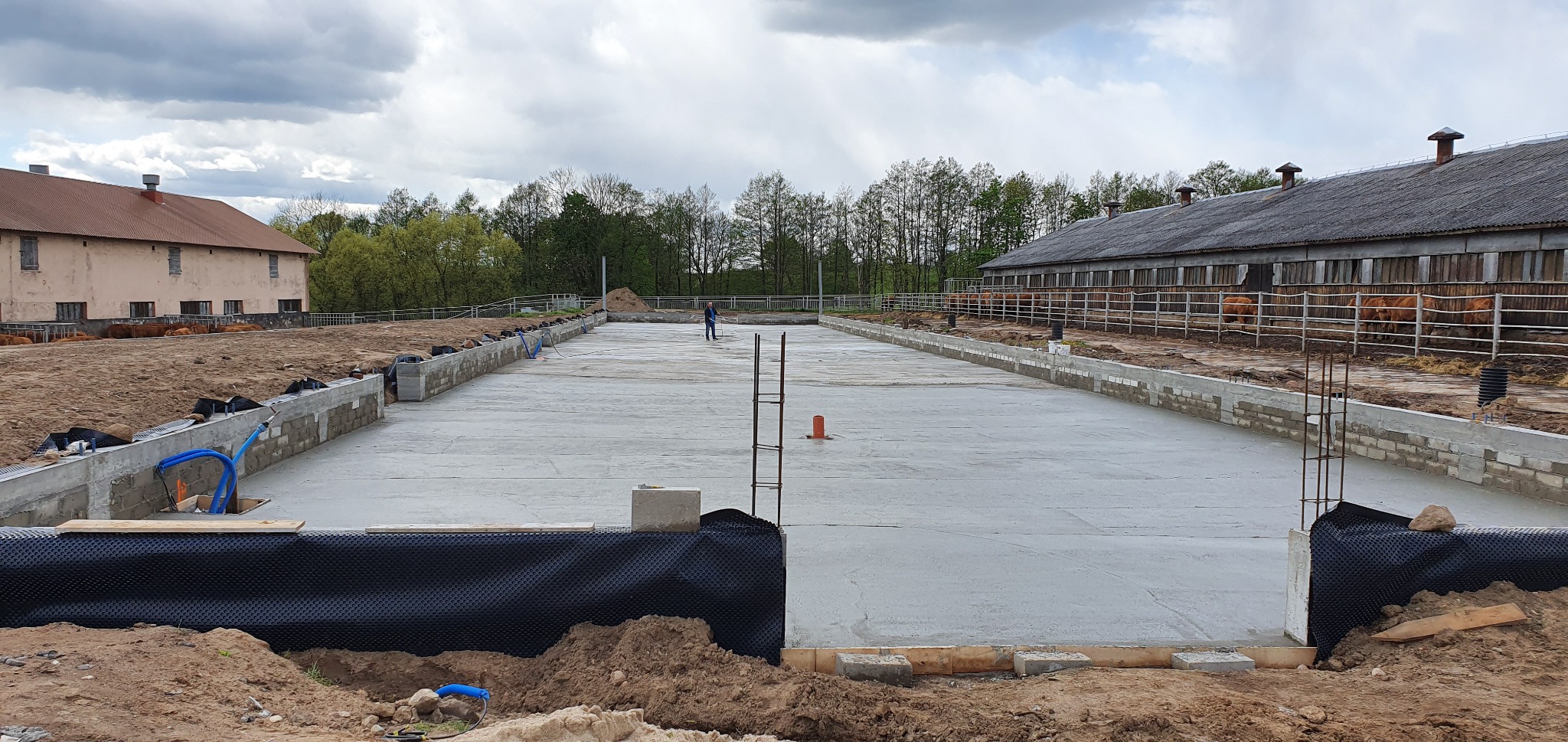 Wylana płyta fundamentowa pod budynek gospodarczy, z widocznymi zbrojeniami, izolacją pionową i przyłączami hydraulicznymi; w tle budynki gospodarcze z bydłem.