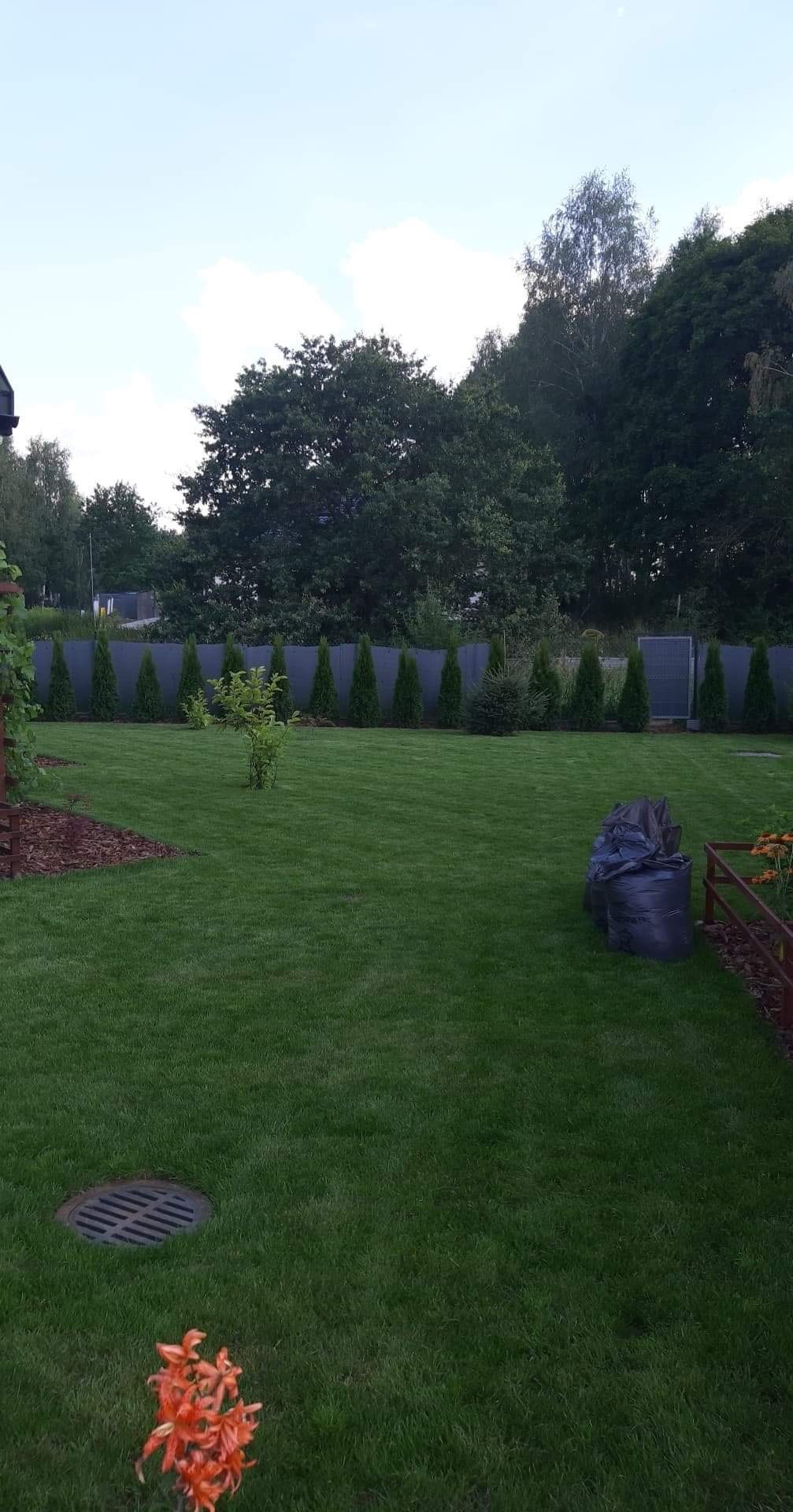 Zadbany trawnik z młodymi drzewkami i tujami wzdłuż ogrodzenia, dwie czarne torby z odpadami ogrodowymi, kwiaty lilii w rogu kadru.