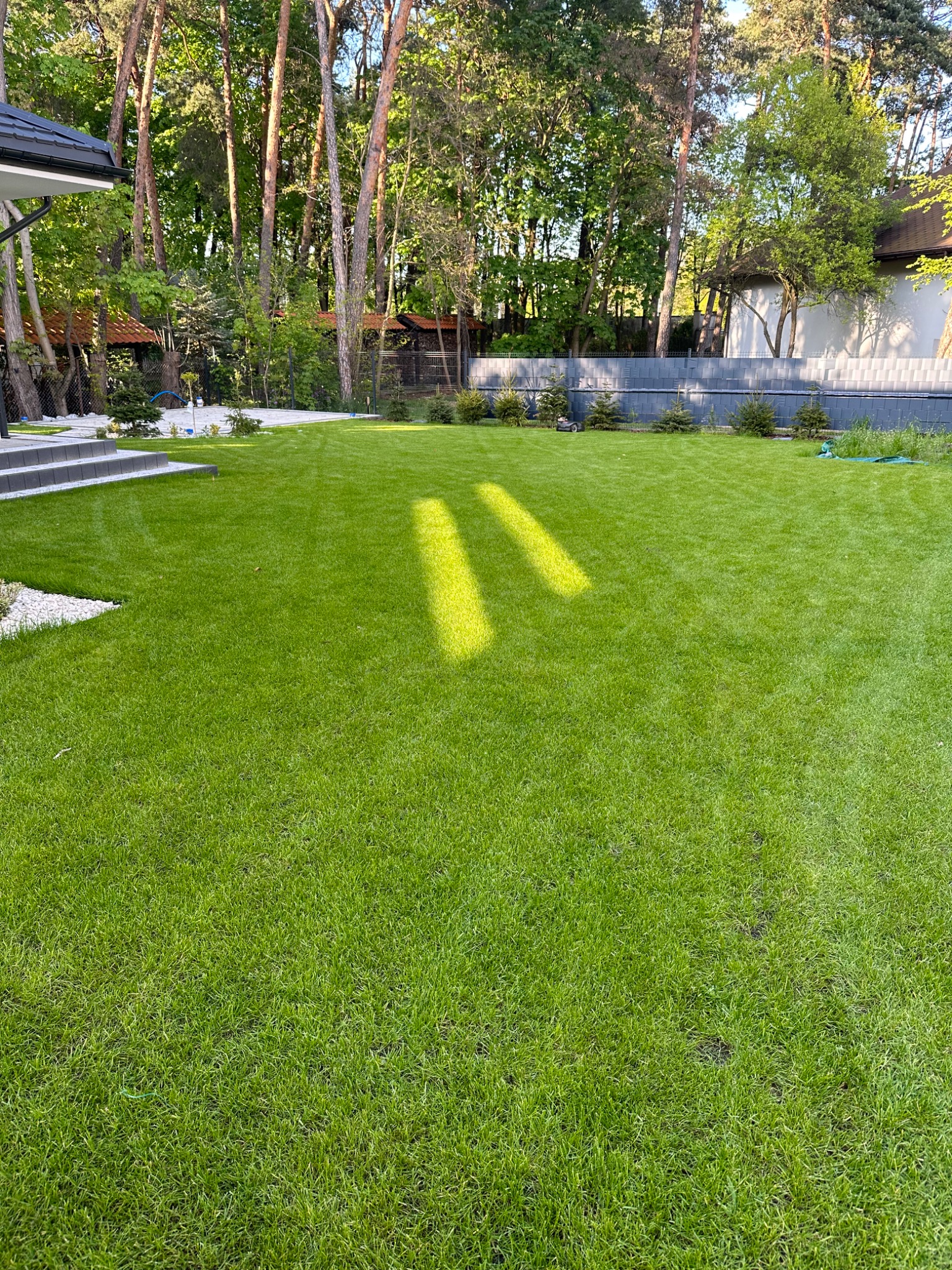 Starannie utrzymany trawnik z rolki w przydomowym ogrodzie, z widocznymi promieniami słońca i młodymi drzewkami iglastymi w tle.