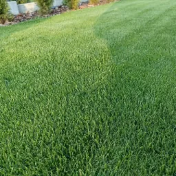 Gęsta, soczysta trawa w Kolnie, świeżo skoszona, obok ozdobne tuje i metalowe ogrodzenie z betonową podmurówką, częściowo oświetlona słońcem.