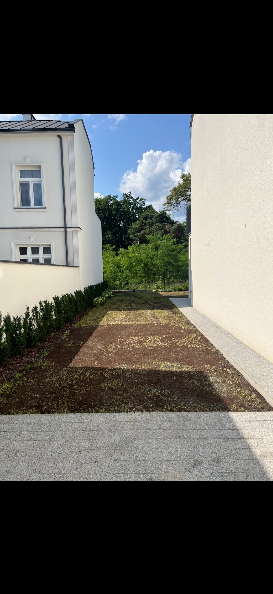 Przygotowany teren pod trawnik z rolki, widoczne ślady po wyrównywaniu gleby, obrzeża z kostki granitowej, tuje wzdłuż ogrodzenia, dwa budynki z białymi ścianami w tle, błękitne niebo.