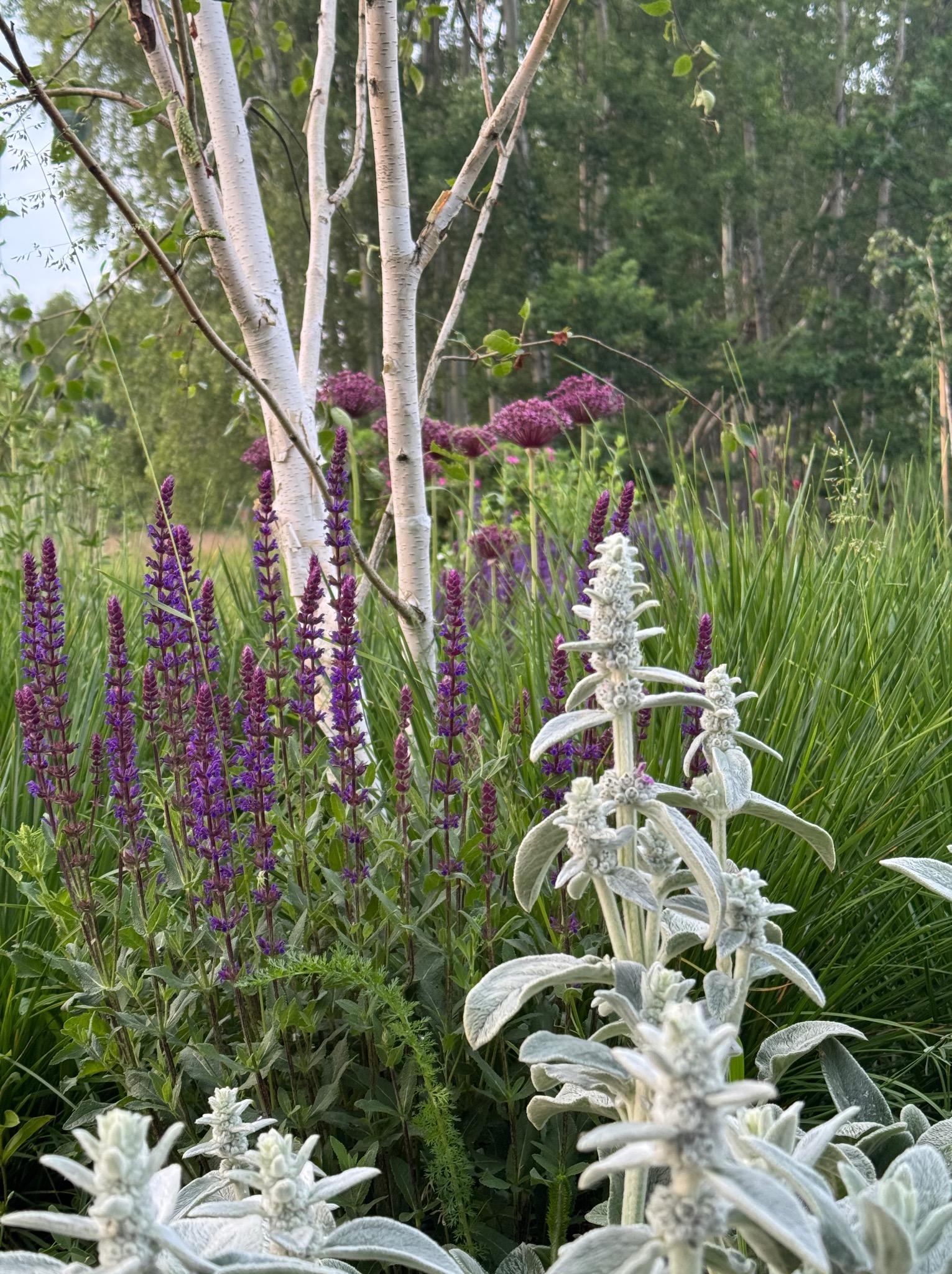 Biała brzoza w ogrodzie z fioletowymi szałwiami i srebrzystymi czyśćcami wełnistymi na tle zieleni. Kompozycja roślin w naturalnym stylu.