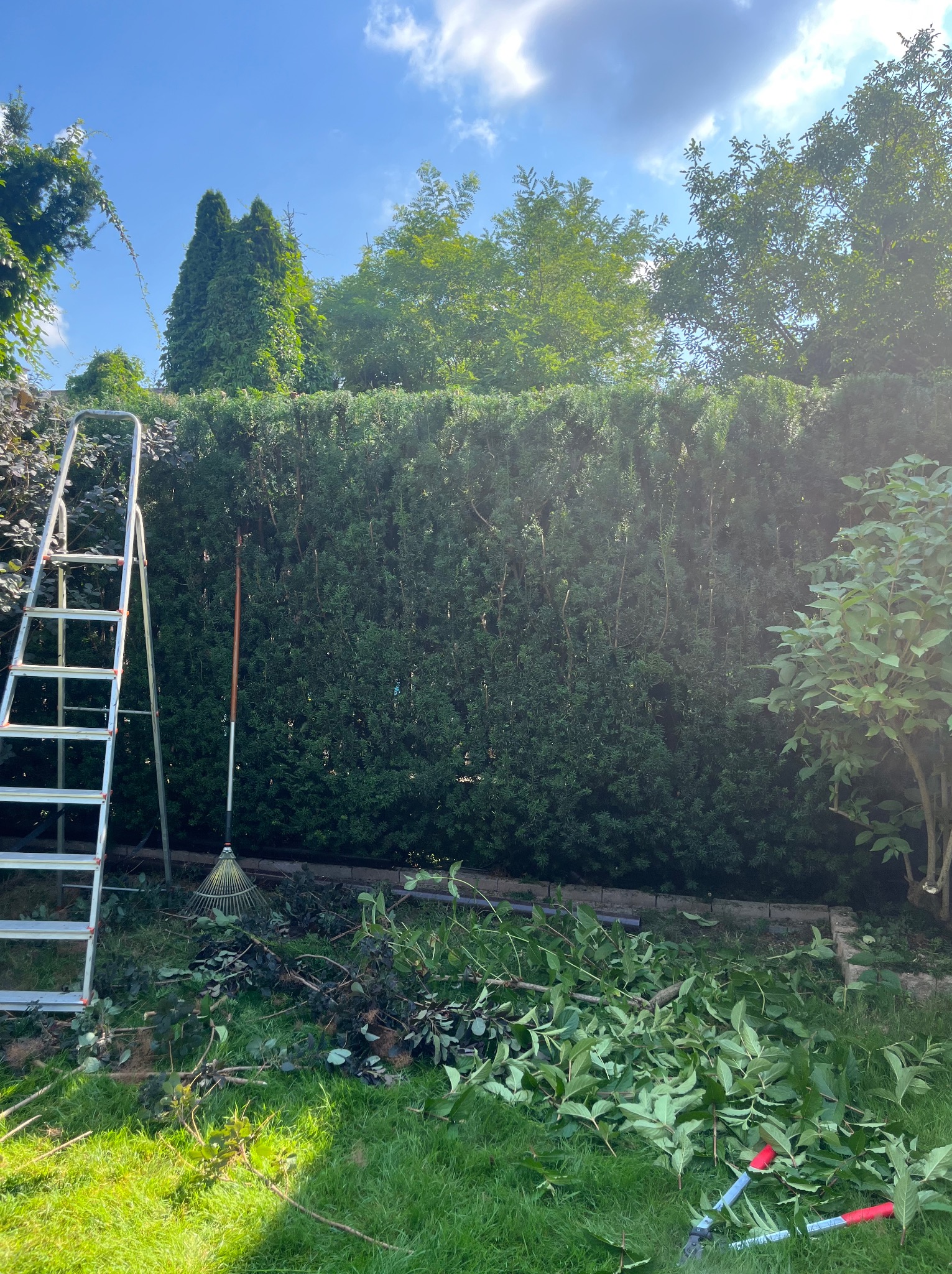 Przycinanie żywopłotu: drabina oparta o zielony żywopłot, obok grabie i obcięte gałęzie na trawie. Widoczne sekatory. Słoneczny dzień.