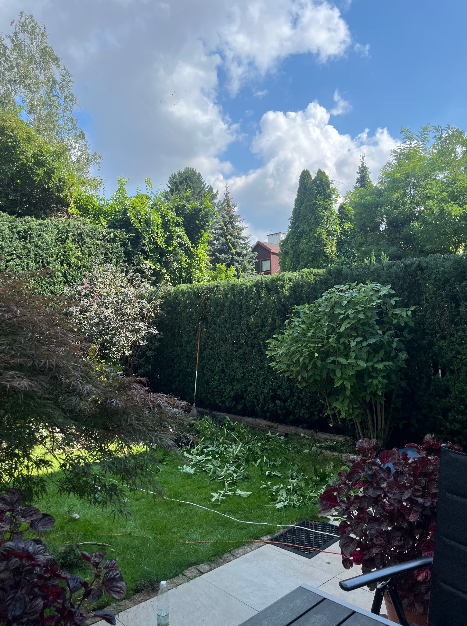 Przycięty żywopłot w ogrodzie po pielęgnacji. Na trawie leżą świeżo ścięte gałęzie, a w tle widoczny wysoki, równo przycięty żywopłot i inne drzewa.