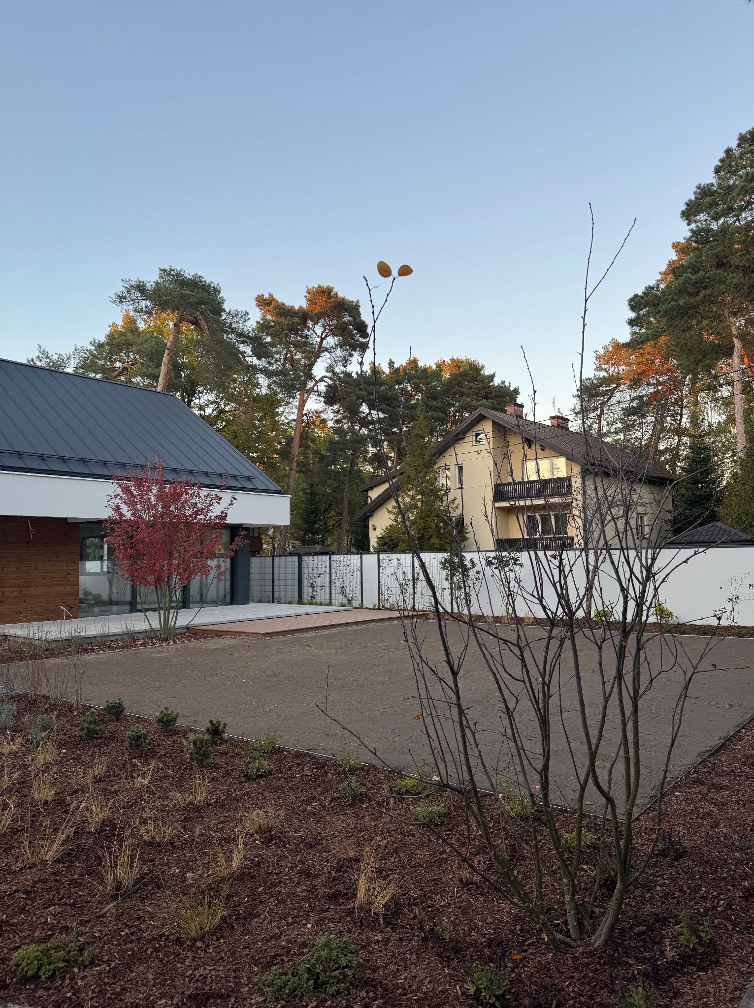 Nowoczesny ogród z czerwonym klonem japońskim przed domem. Kora rozsypana na rabatach, trawnik z kostki. W tle domy i wysokie drzewa iglaste.