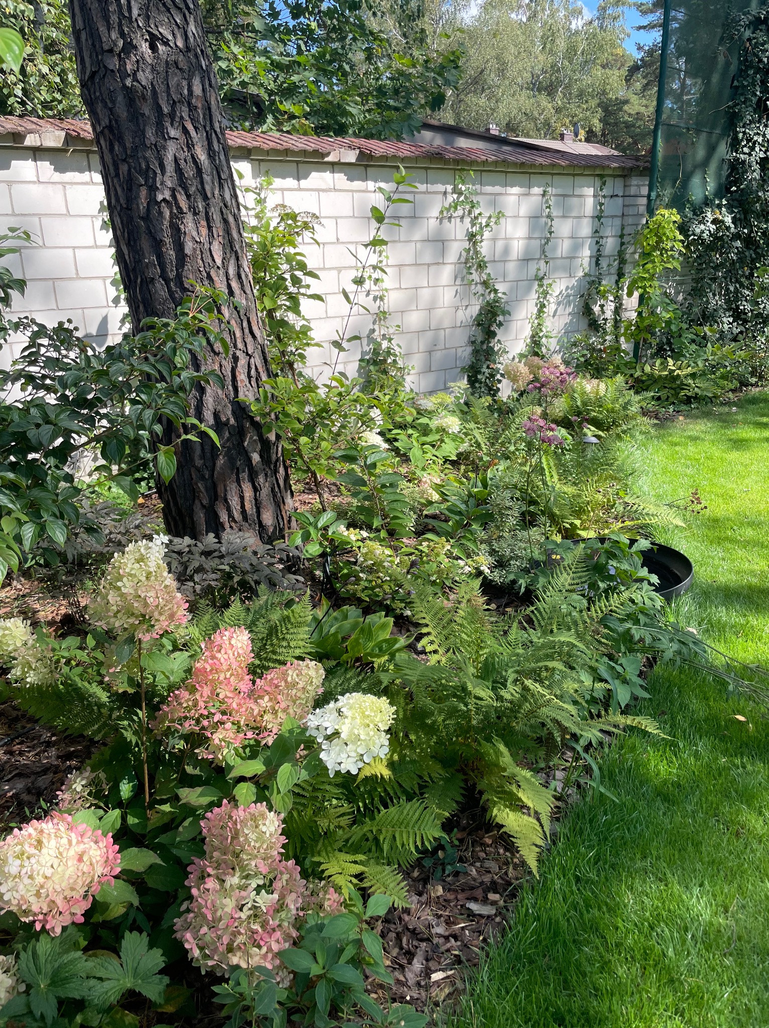 Kwitnące hortensje w ogrodzie z korą, paprociami i drzewem na pierwszym planie, mur z cegieł w tle. Ujęcie w słoneczny dzień.