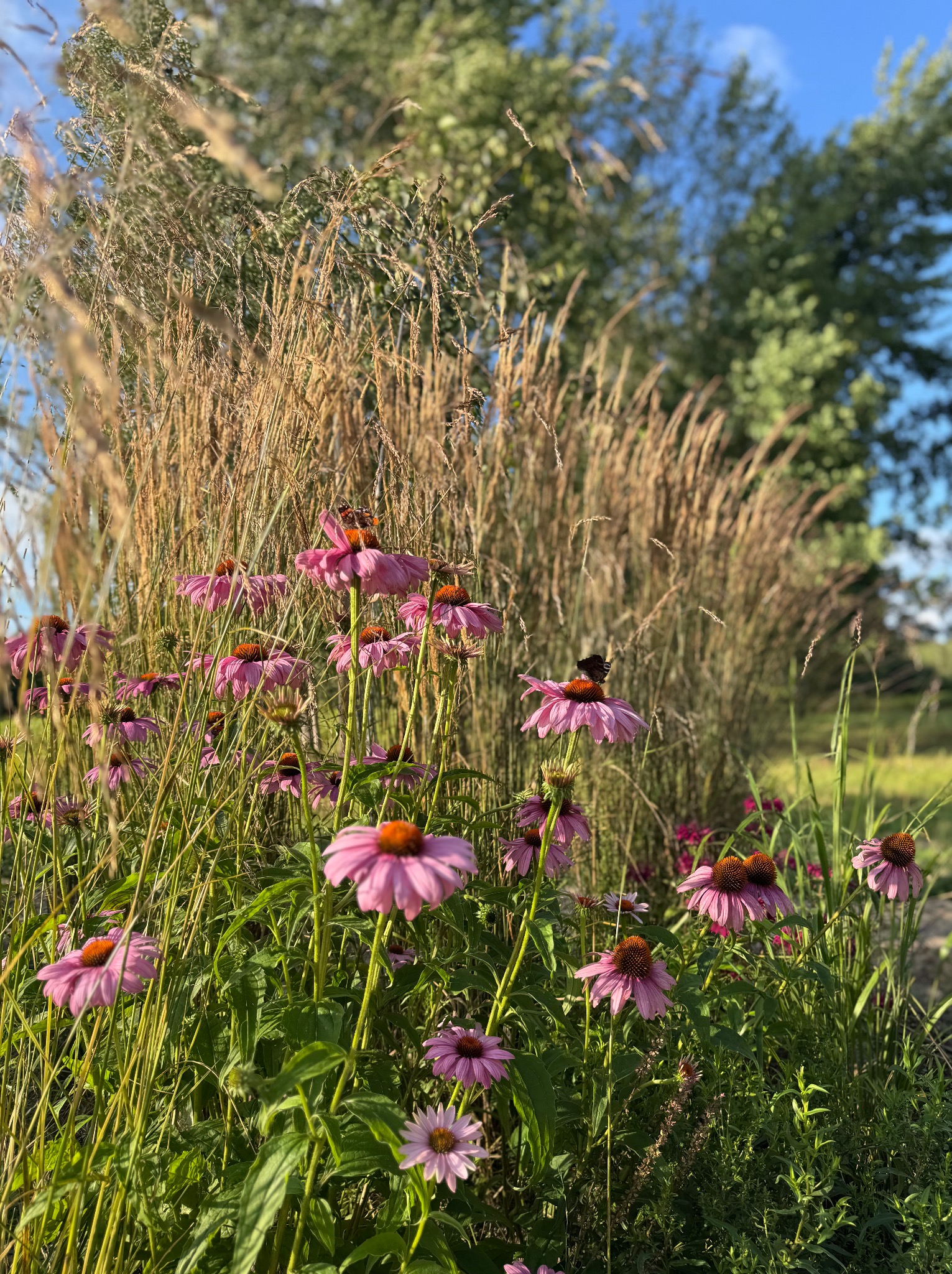 Kępa kwitnących jeżówek purpurowych z pomarańczowymi środkami, otoczona wysokimi trawami ozdobnymi w słonecznym ogrodzie. Na kwiatach widoczne owady.