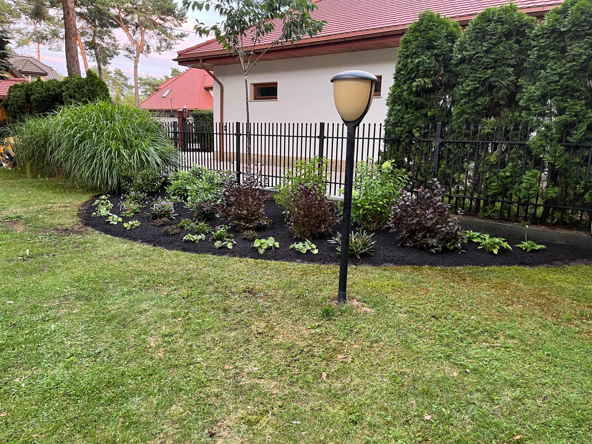 Aranżacja rabaty w Józefowie z czarną korą i różnorodnymi roślinami na tle trawnika, ogrodzenia i domu z czerwoną dachówką.