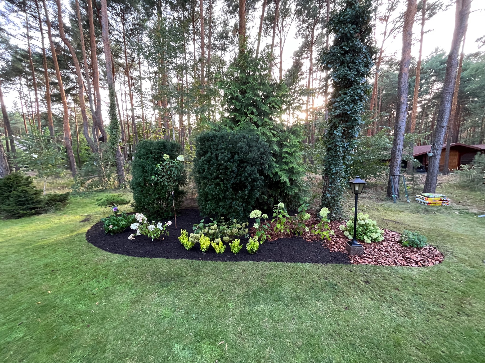 Rabata z korą i różnorodną roślinnością ozdobną w Pogorzeli, na tle wysokich drzew iglastych i trawnika, oświetlona popołudniowym słońcem.
