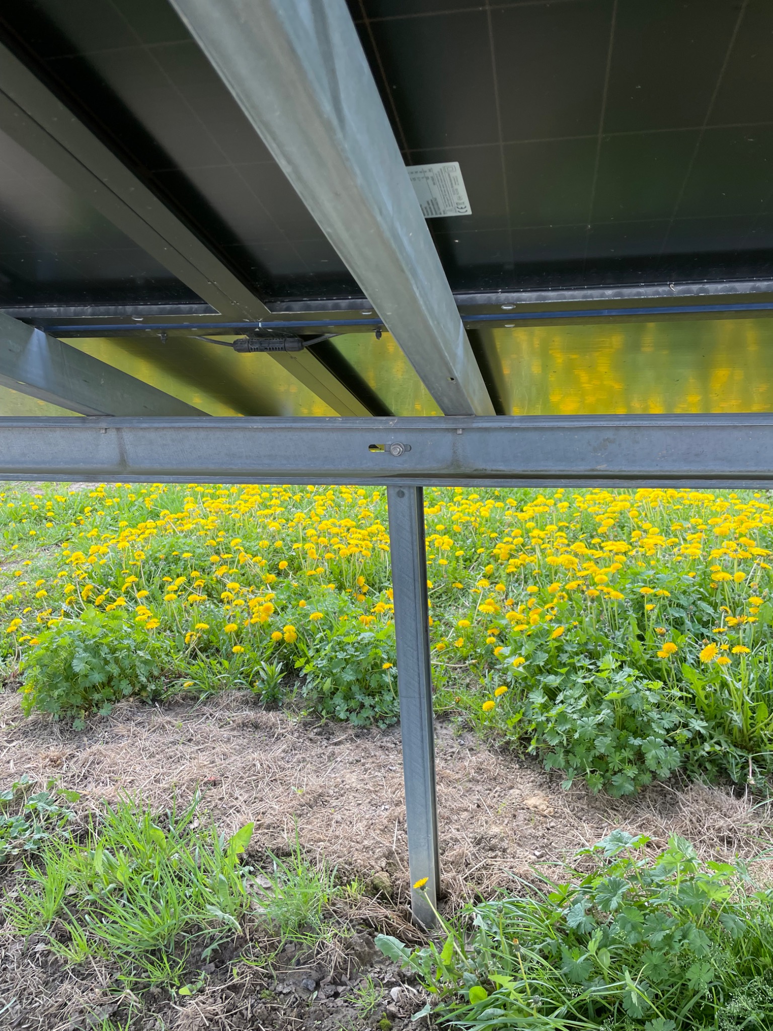 Widok od dołu na konstrukcję wsporczą paneli słonecznych, z polem kwitnących mniszków lekarskich w tle, ukazujący instalację w naturalnym otoczeniu.
