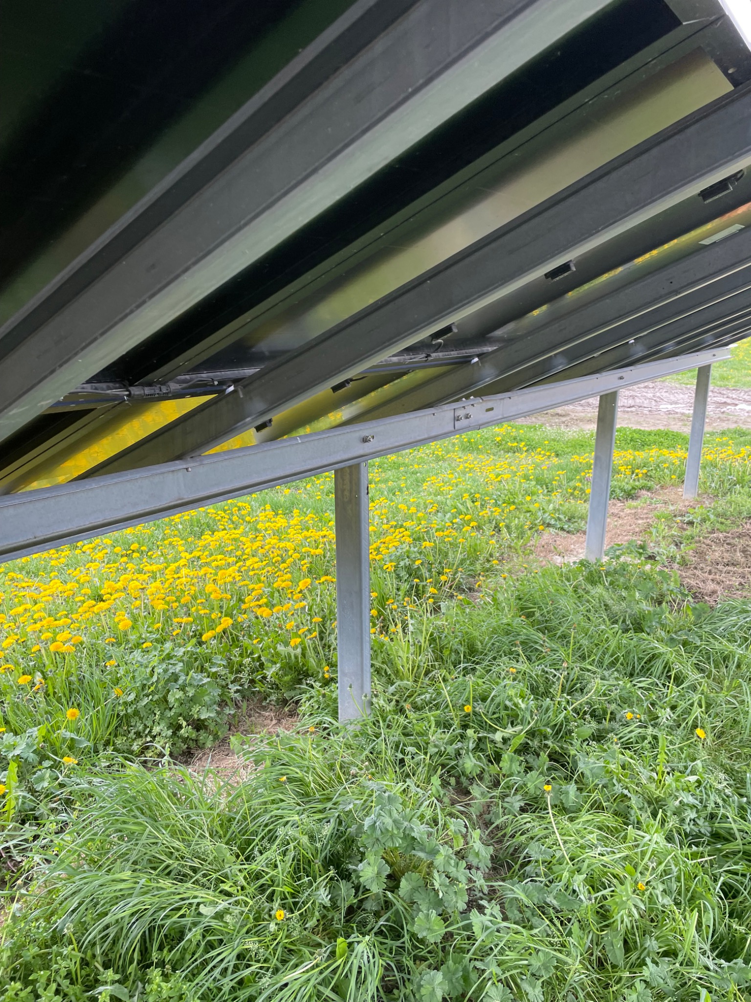 Widok od dołu na panele fotowoltaiczne zamontowane na metalowej konstrukcji, z polną łąką pełną kwitnących mniszków lekarskich w tle.