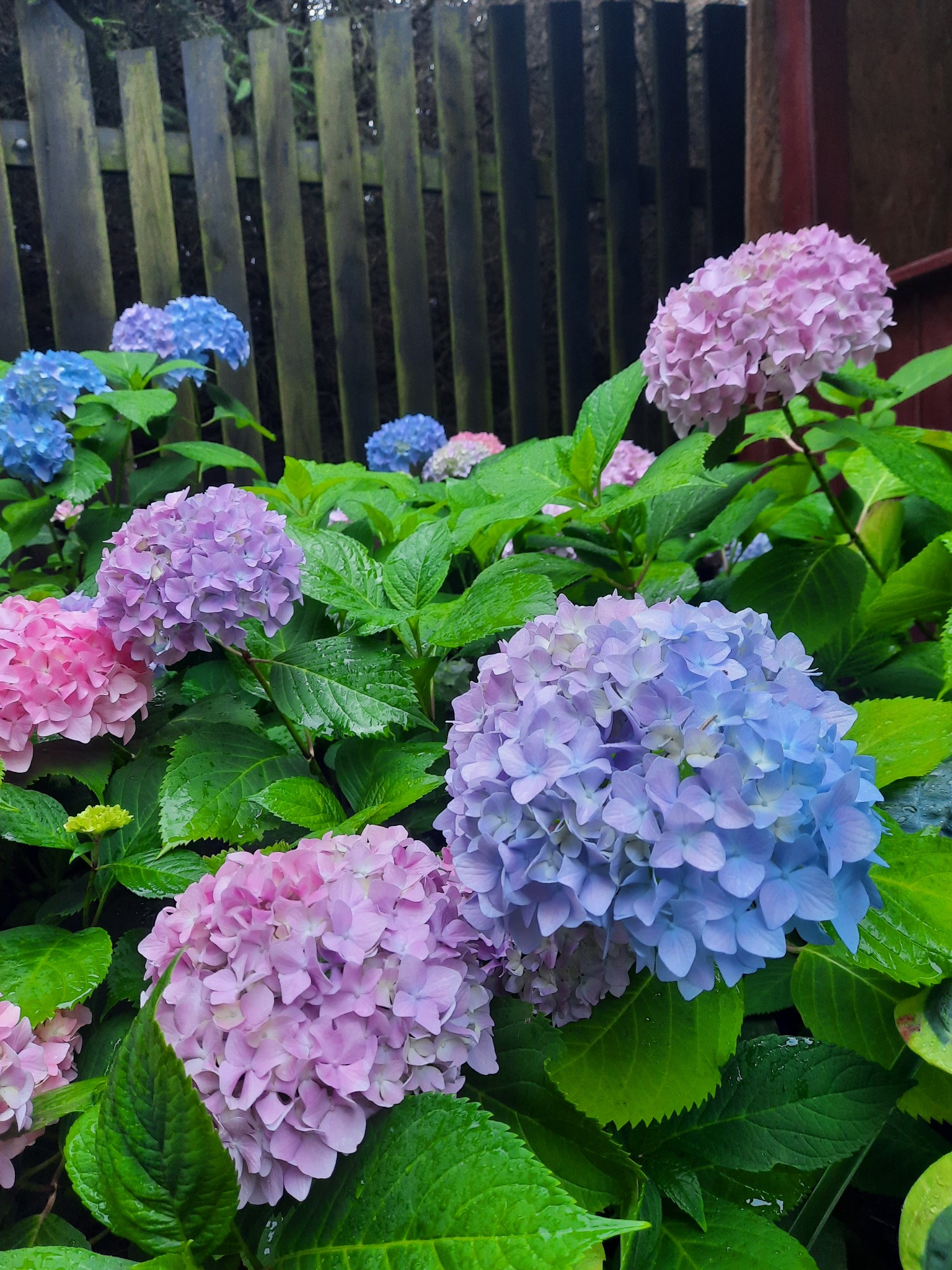 Kępa kolorowych hortensji (różowe, fioletowe, niebieskie) z kroplami wody na liściach, na tle drewnianego płotu.