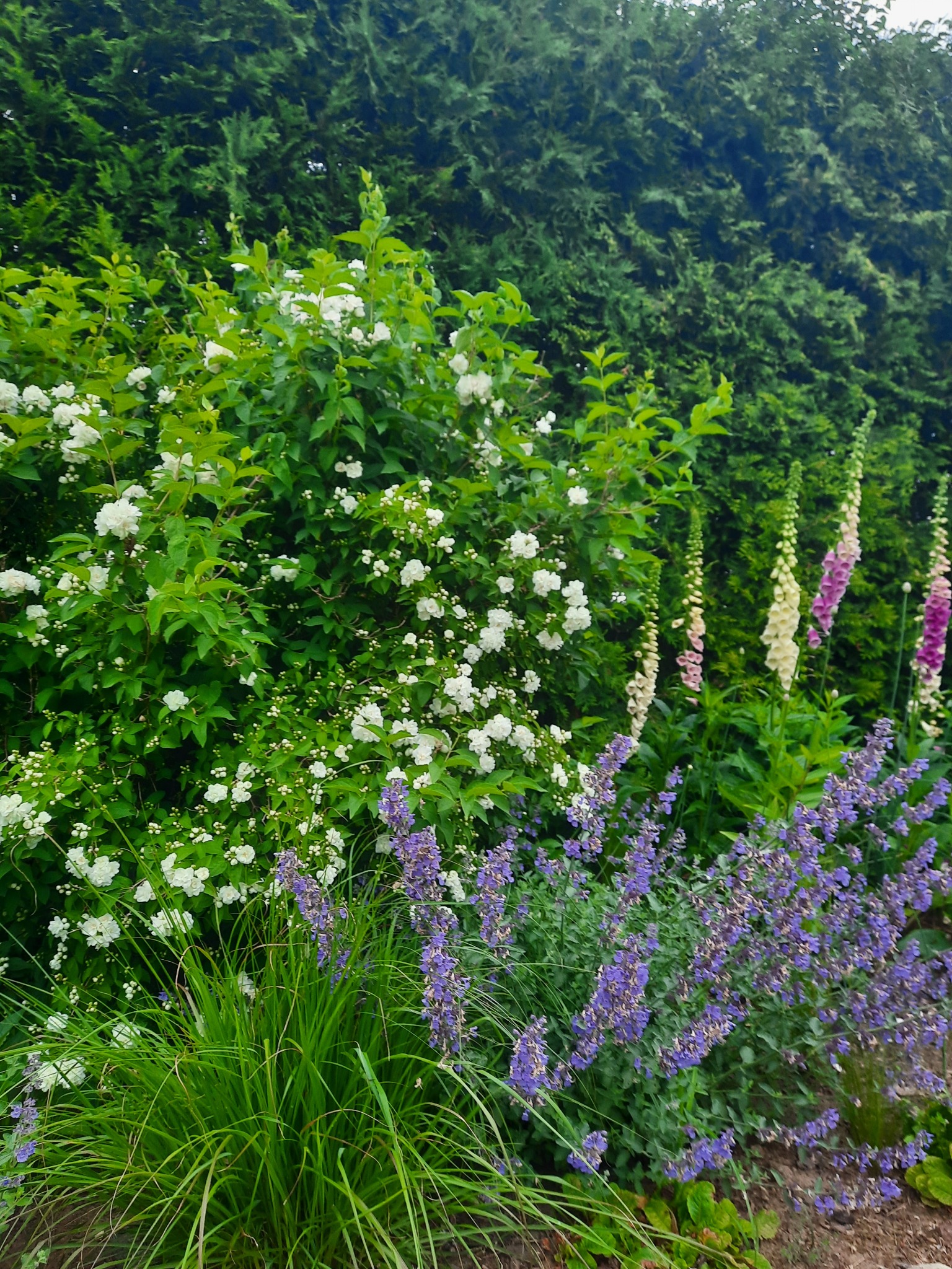 Kwitnący ogród z białymi różami, fioletową lawendą i wysokimi naparstnicami na tle gęstego, zielonego żywopłotu.