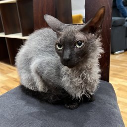 BUD-ROM - Usługi Ciesielskie Wrocław