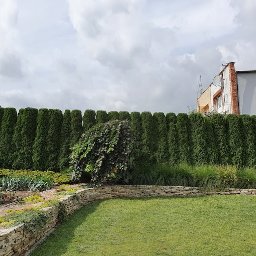 Pielęgnacja ogrodowa Bartek & Franek - Równy szpaler strzyżonych, ciemnozielonych żywotników zachodnich (tui) tworzący wysoki żywopłot w ogrodzie, z widocznym trawnikiem, kamiennym murkiem oporowym i fragmentami rabat z roślinami...