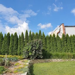 Pielęgnacja ogrodowa Bartek & Franek - pierwotnie wyglądające tuje