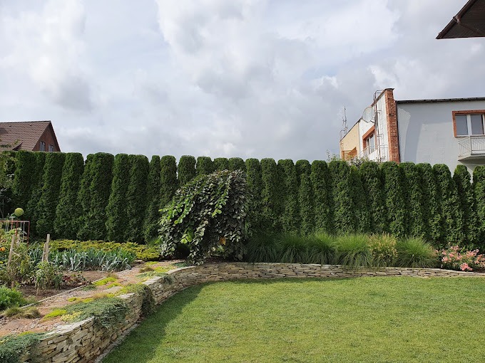 Równy szpaler strzyżonych, ciemnozielonych żywotników zachodnich (tui) tworzący wysoki żywopłot w ogrodzie, z widocznym trawnikiem, kamiennym murkiem oporowym i fragmentami rabat z roślinami...