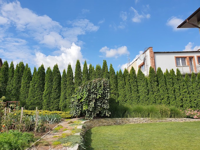 pierwotnie wyglądające tuje