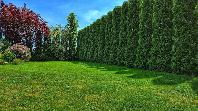 finalnie wyrównane tuje