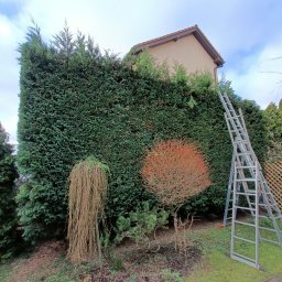 Prace ogrodnicze - Wysoki, równo przycięty żywopłot z iglaków, z drabiną opartą o niego, a przed nim ozdobne krzewy, w tle dom.