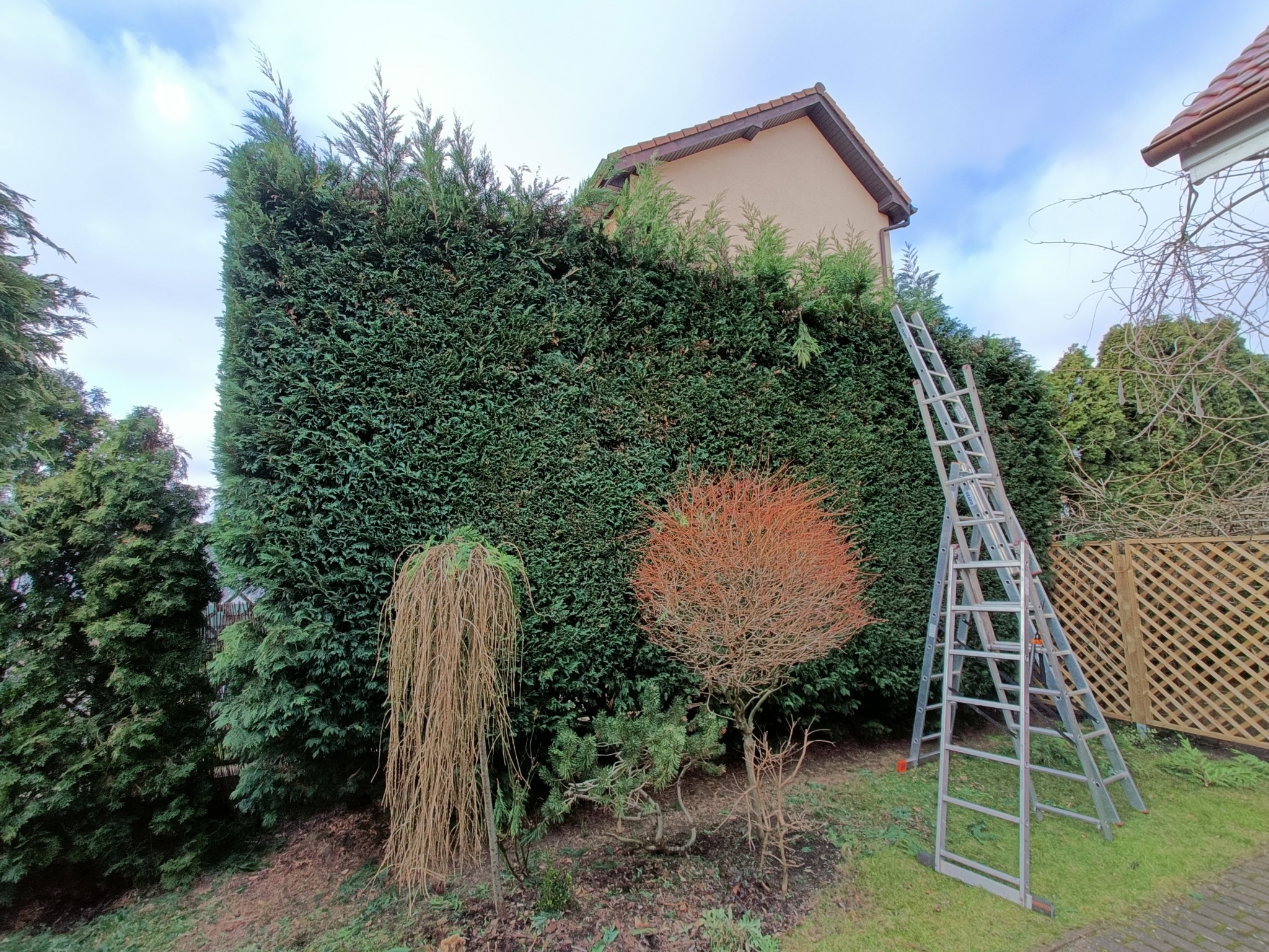 Wysoki, równo przycięty żywopłot z iglaków, z drabiną opartą o niego, a przed nim ozdobne krzewy, w tle dom.