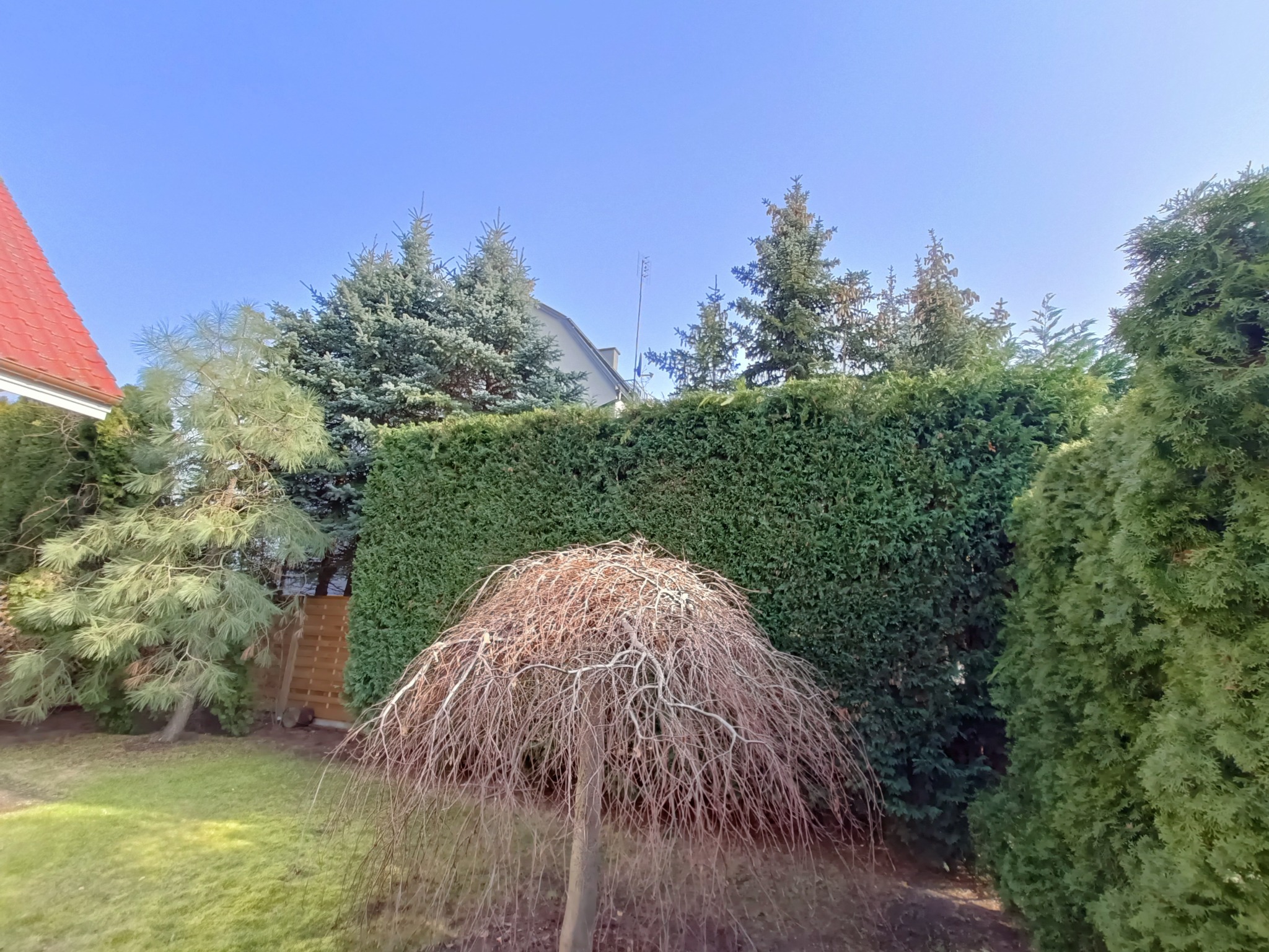 Ogród z równo przyciętym żywopłotem z tui, drzewa iglaste i małe drzewko o zwisających gałęziach bez liści na pierwszym planie, błękitne niebo w tle.