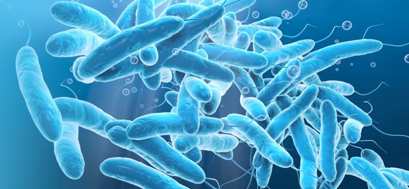 Wizualizacja mikroskopowa bakterii w niebieskim odcieniu z widocznymi wiciami i otoczką.