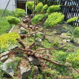 Formowany krzew iglasty z przyciętymi gałęziami, otoczony kamieniami i niską zielenią, z widocznym ogrodzeniem panelowym i siatką w tle.