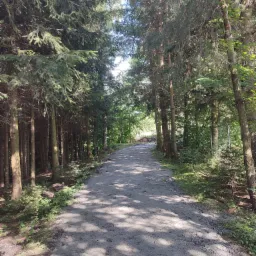 Ścieżka leśna po utwardzeniu, widoczne drzewa iglaste po bokach, ślady cienia na powierzchni drogi.