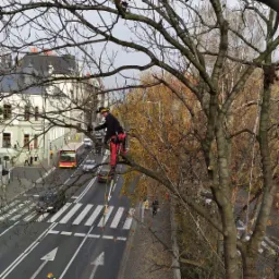 Pracownik w czerwonym kombinezonie i kasku, na drabinie opartej o gałąź, przycina wysokie drzewo nad ulicą z przejściem dla pieszych i ruchem samochodowym w tle, drugi pracownik na chodniku w dole.