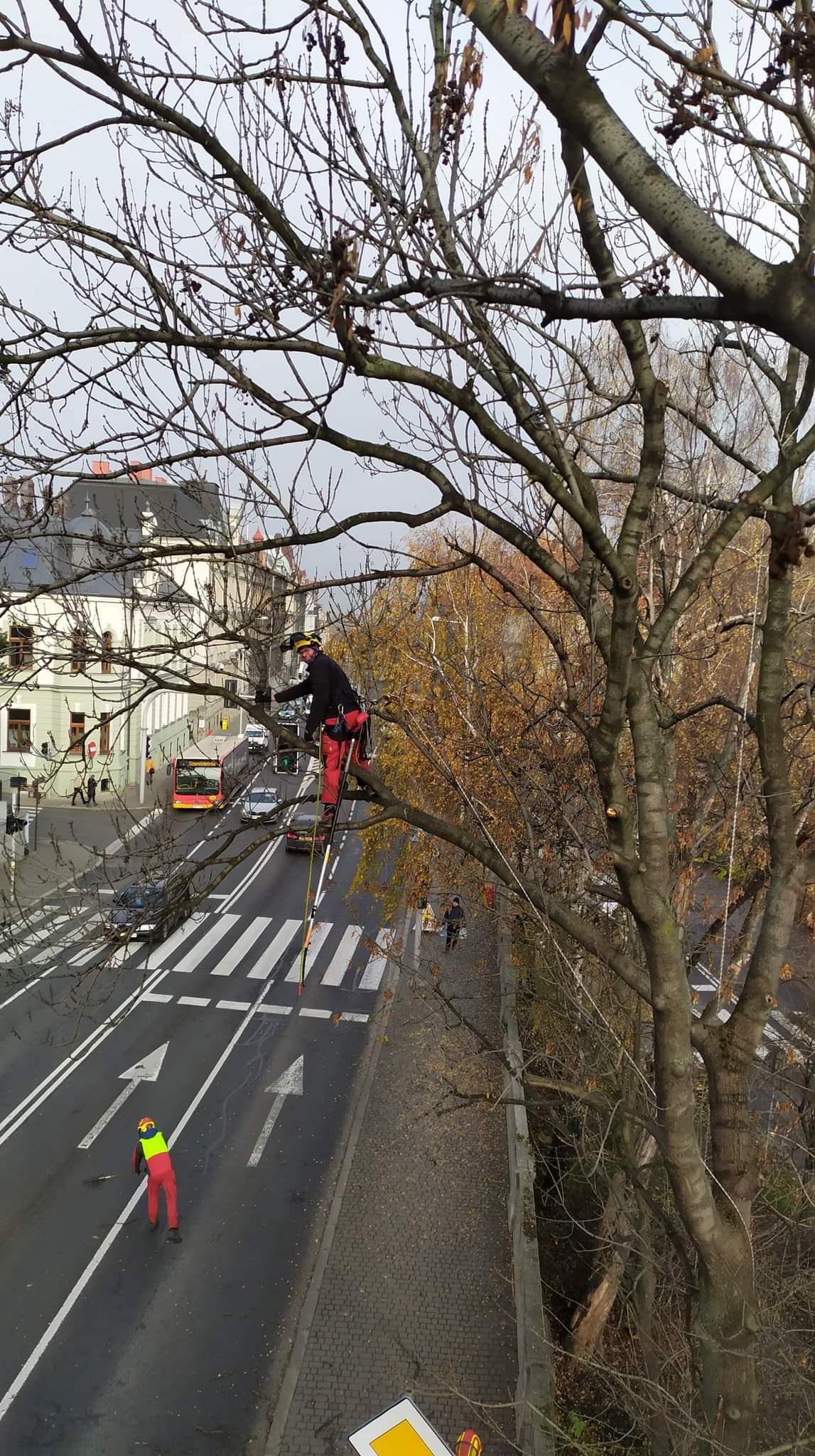Pracownik w czerwonym kombinezonie i kasku, na drabinie opartej o gałąź, przycina wysokie drzewo nad ulicą z przejściem dla pieszych i ruchem samochodowym w tle, drugi pracownik na chodniku w dole.